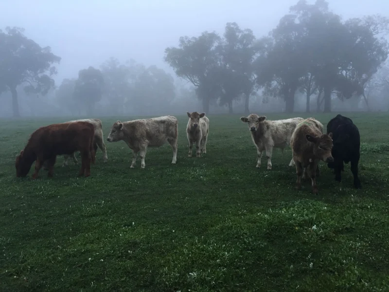 Cattle on a foggy morning